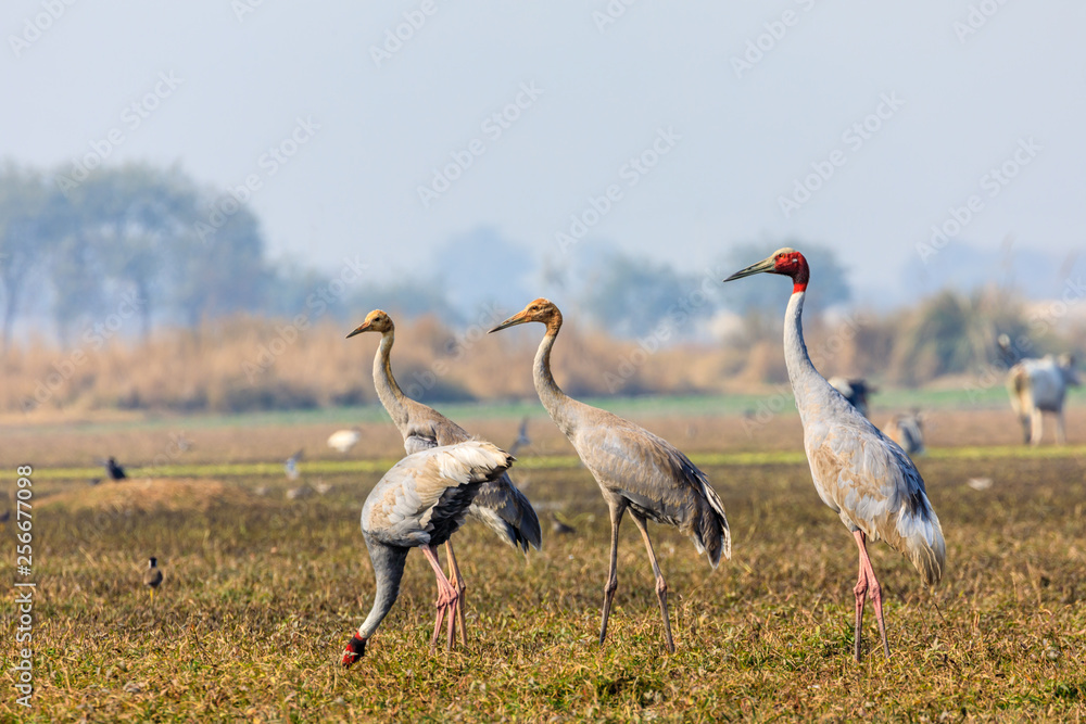 Obraz premium Sarus crain family