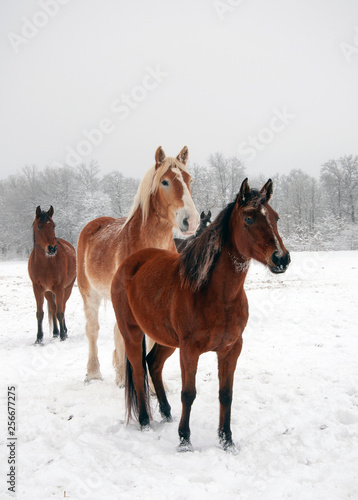 Horses in snowy pasture looking past the viewer to the distance