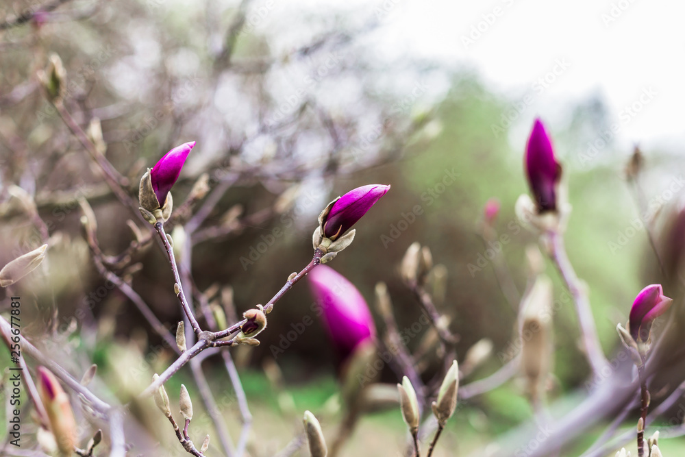 Magnolias are going to bloom Magnolias are going to bloom