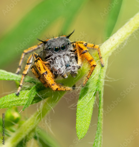 Tiny but colorful and adorable Phidippus mystaceus jumping spider resting on a Willow leaf