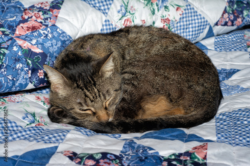 Brown tabby cat curled up and asleep on a bed photo