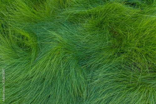 Swirling Grass