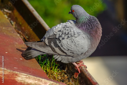 Canvas Print Pigeon on a Roof