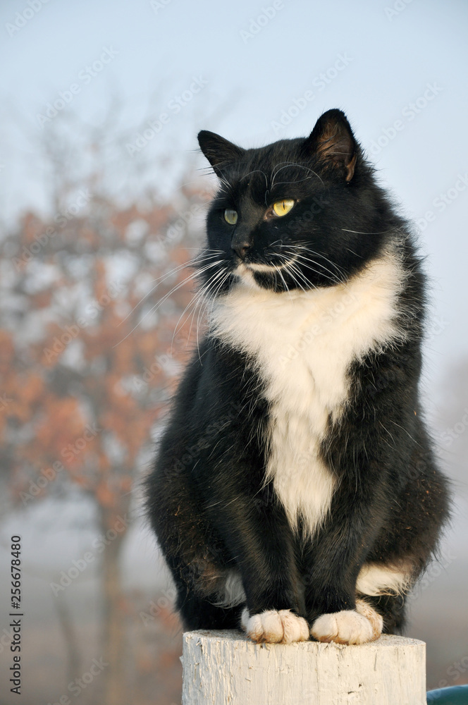 Tuxedo cat sitting on top of a fence post, surveying his world, with a foggy early morning background