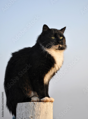 Handsome tuxedo cat sitting on top of a white fence post with a foggy morning background