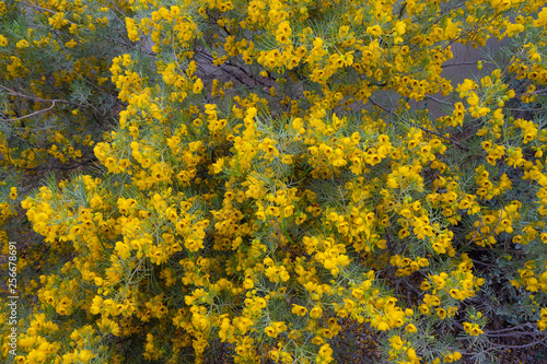 Spring Yellow Flower Texture
