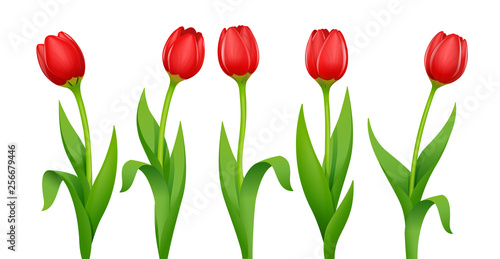 Tulip. Decorative spring flower with red bud and green leaves. Natural floristics beauty. Set of Garden bloom plants. Springtime bouquet. Isolated white background. Eps10 vector illustration.