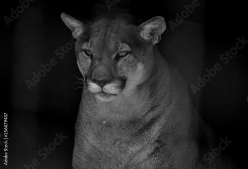 Closeup portrait of a captive Cougar also known as Puma in a Zoo in South Africa