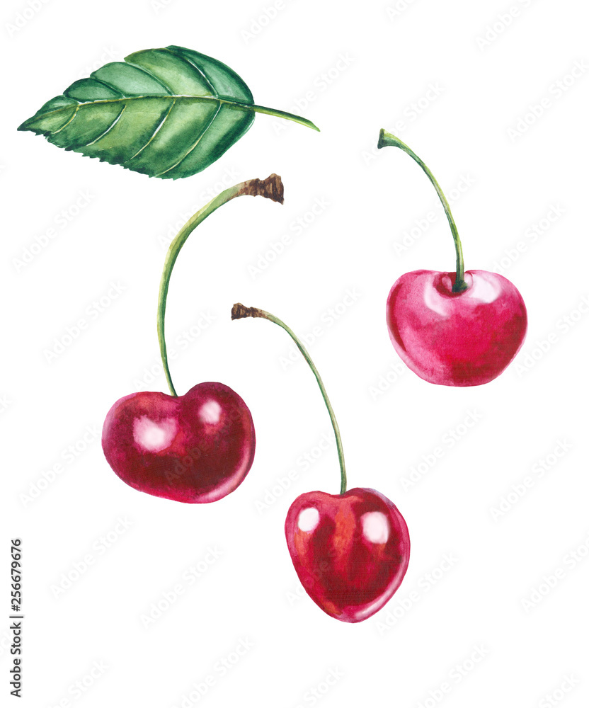 Watercolor illustration of cherries Watercolor illustration of cherries