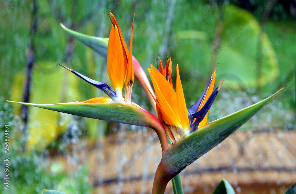 Obraz premium Strelitzia reginae flower