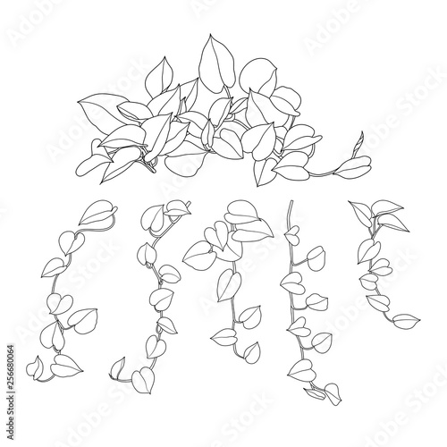 Vine plants line set hand drawn doodle design. Vector illustration