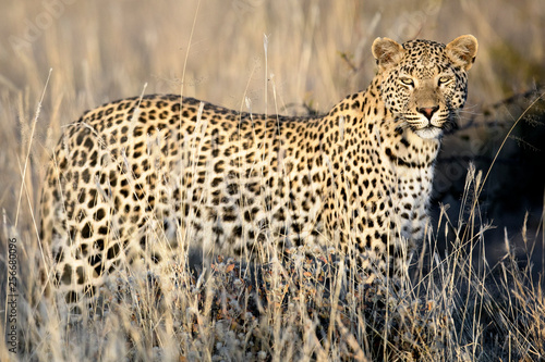 Leopard in afternoon light photo