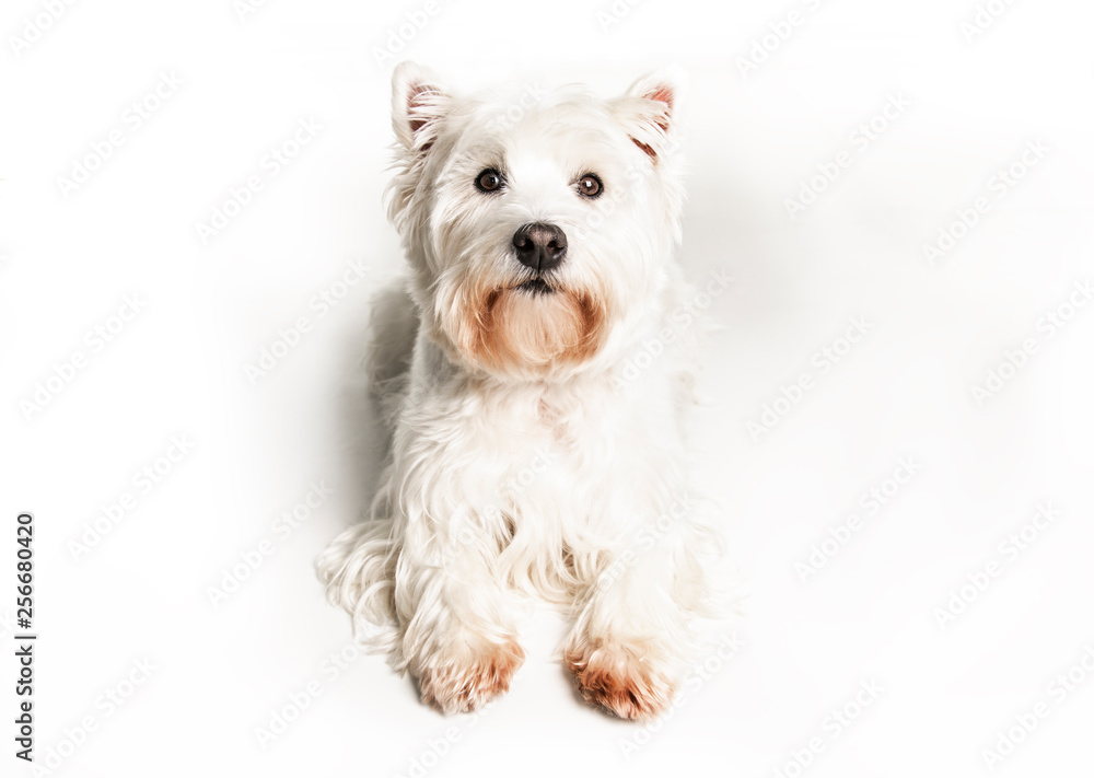 A West highland white terrier Dog Isolated on White Background in studio A West highland white terrier Dog Isolated on White Background in studio