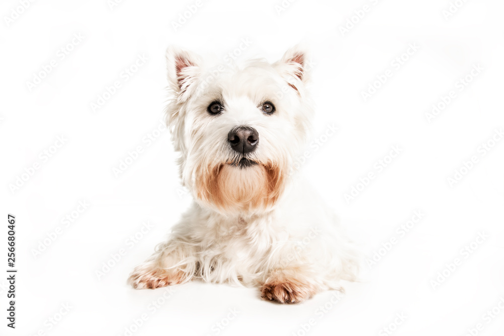 A West highland white terrier Dog Isolated on White Background in studio A West highland white terrier Dog Isolated on White Background in studio