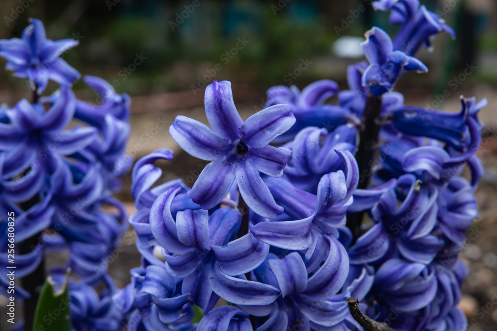Blue Hyacinth Flowers in Bloom in Winter