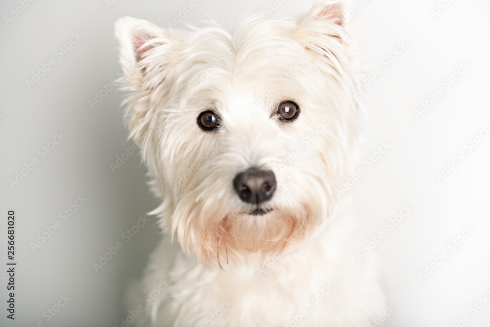 A West highland white terrier Dog Isolated on White Background in studio A West highland white terrier Dog Isolated on White Background in studio