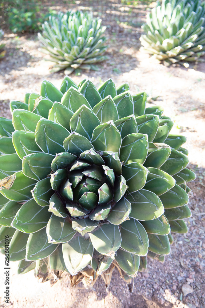 Variegated Green Agave Plant in Desert Garden Stock Photo | Adobe Stock
