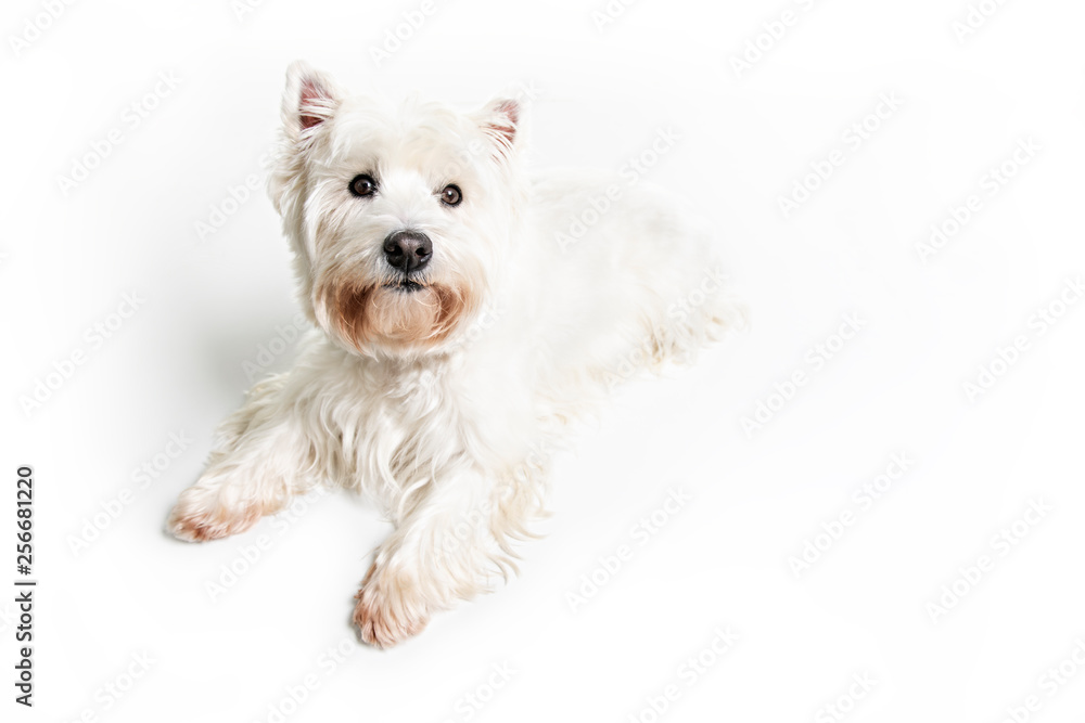 A West highland white terrier Dog Isolated on White Background in studio A West highland white terrier Dog Isolated on White Background in studio