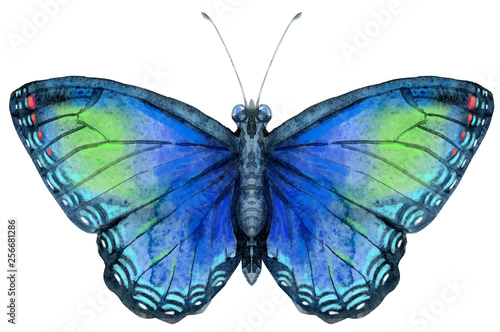 Watercolor blue butterfly with green spots, isolated on white © Andreichenko