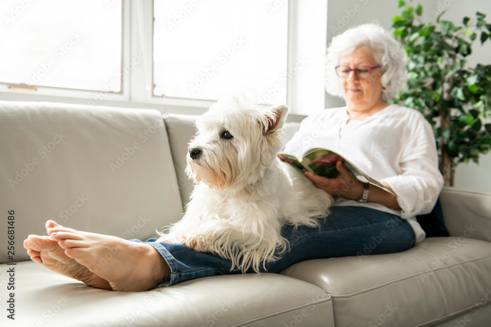 The Therapy pet on couch next to elderly person in retirement rest home for seniors The Therapy pet on couch next to elderly person in retirement rest home for seniors