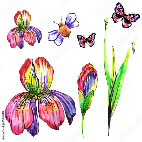 beautiful pink flowers ,bee, iris,on a white, hand drawn © aboard