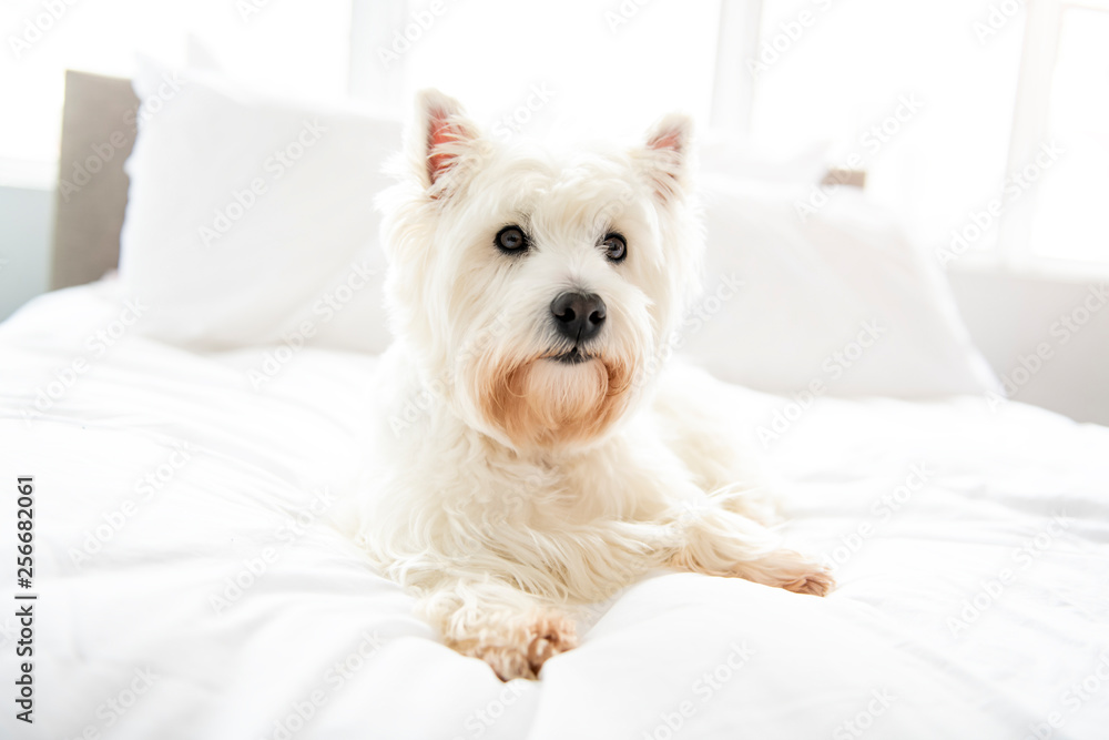 Dog photo shoot at home. Pet portrait of West Highland White Terrier dog lying on bed Dog photo shoot at home. Pet portrait of West Highland White Terrier dog lying on bed