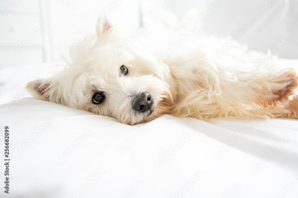 Dog photo shoot at home. Pet portrait of West Highland White Terrier dog lying on bed Dog photo shoot at home. Pet portrait of West Highland White Terrier dog lying on bed