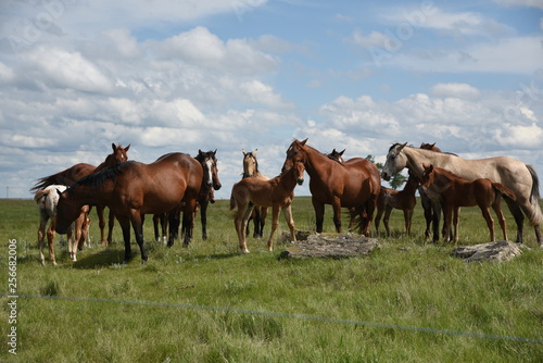herd of horses with colts