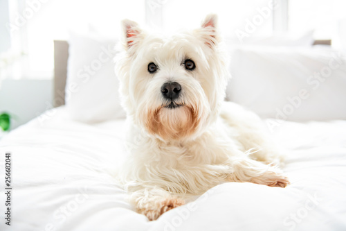 Dog photo shoot at home. Pet portrait of West Highland White Terrier dog lying on bed