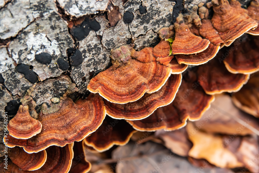Curtain Crust Fungi Growing on Log in Winter Curtain Crust Fungi Growing on Log in Winter