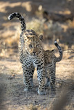 Leopard mother and cub