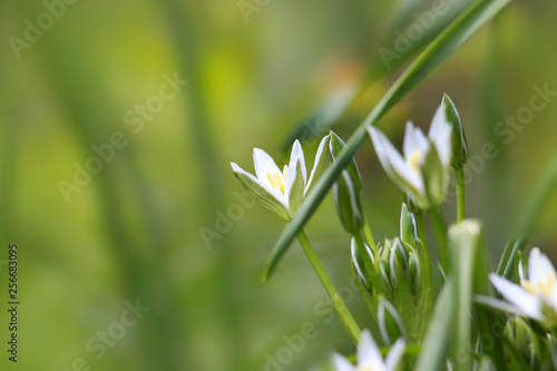 Little White Ornithogalum Flowers also known as Grass Lily.