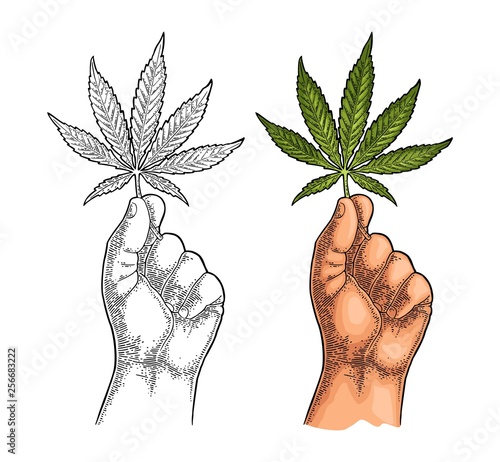 Male hand holding marijuana leaf. Engraving vintage color vector illustration.