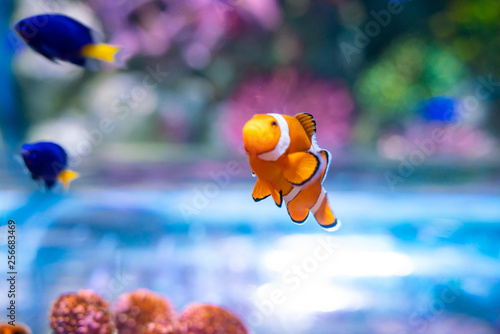 Nemo clown fish in beautiful coral reef