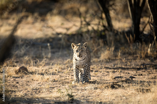Young leopard cub