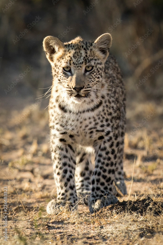 Obraz premium Young leopard cub