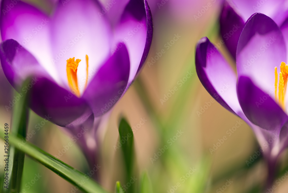 purple crocus flowers in the Spring purple crocus flowers in the Spring