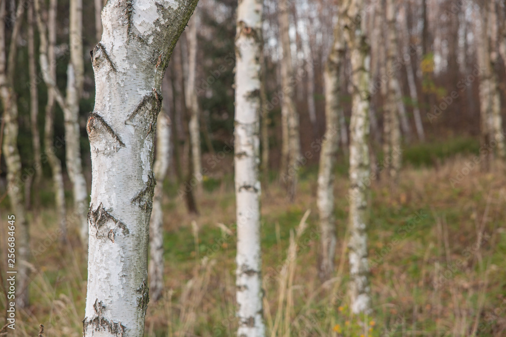 Close up on white birch trunks on yellow and green grass background in the woods