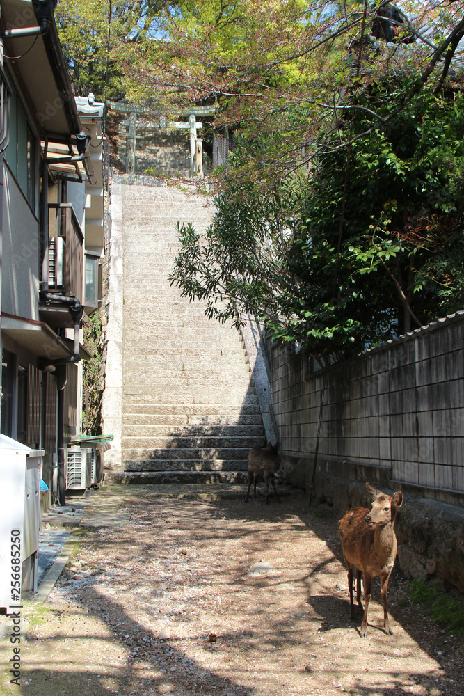 Obraz premium Deer (Miyajima - Japan)