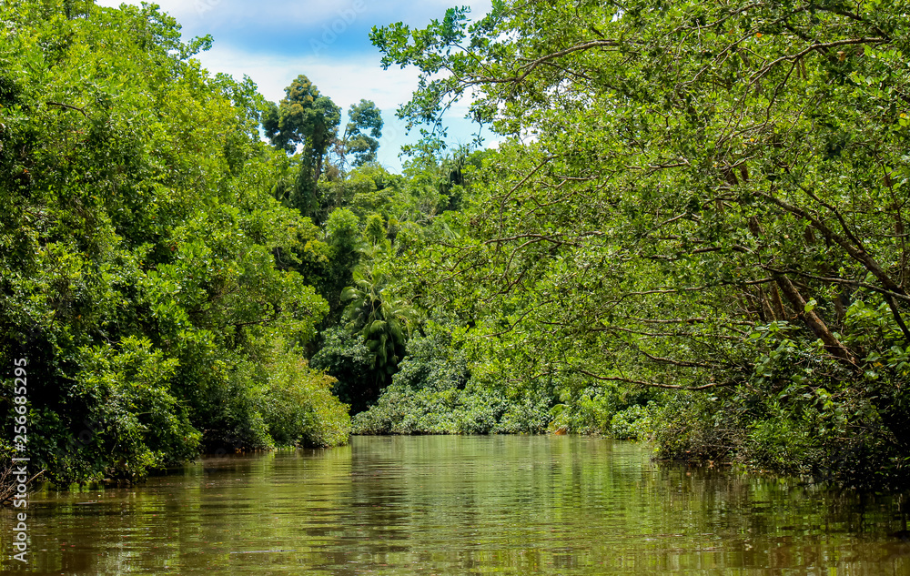boat trip on the river in the rainforest, travel australia adventure