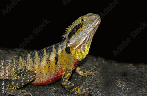 iguana lizard looking out in rainforest asutralia, reptile portrait isolated on black © wWeiss Lichtspiele