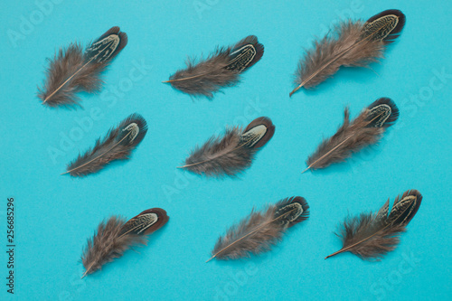 pheasant  feathers group flat lay on blue background © lord_photon