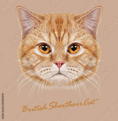 British shorthair cat animal cute face. Vector happy orange stripe pattern British kitten head portrait. Realistic fur portrait of British copper eyes cat isolated on beige background.