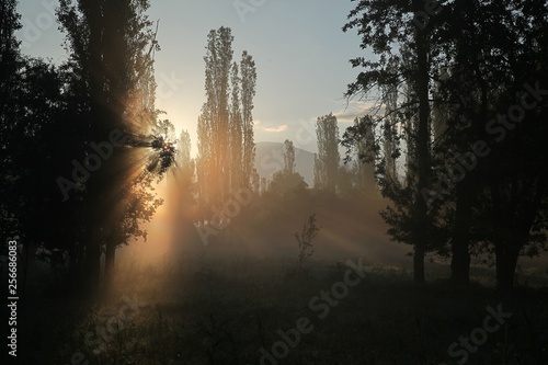 sunlight illuminating the forest.oltu/erzurum/turkey