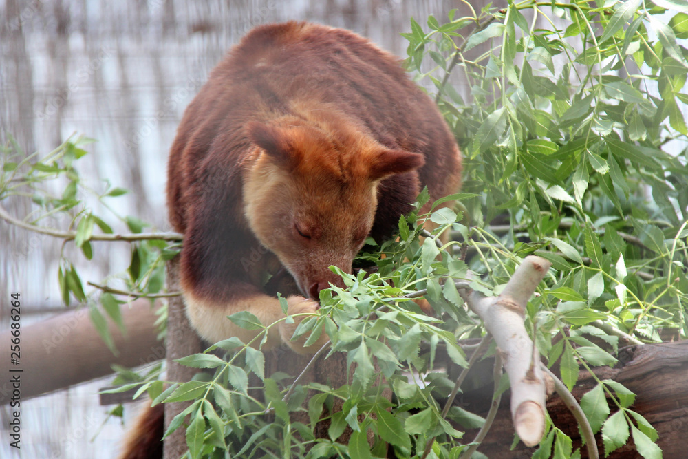 Obraz premium Goodfellow tree-kangaroo (Australia)