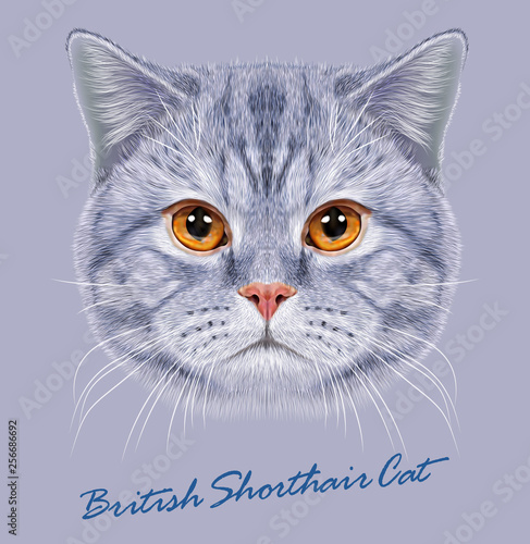 British shorthair cat animal cute face. Vector happy gray stripe pattern British kitten head portrait. Realistic fur portrait of British orange eyes cat isolated on blue background.