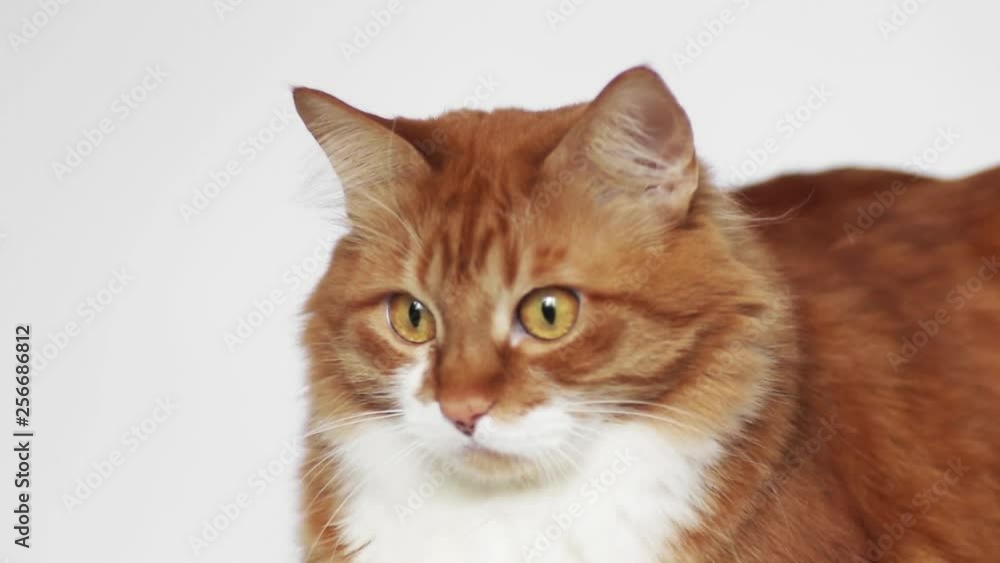 red cat on a white background red cat on a white background