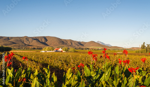 Foto Little karoo landscape, house, mountain and flower at sunset, South Africa