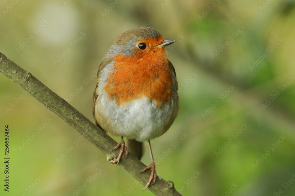 A beautiful Robin, Erithacus rubecula, perching on a branch in a tree.	