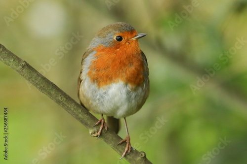 A beautiful Robin, Erithacus rubecula, perching on a branch in a tree. 